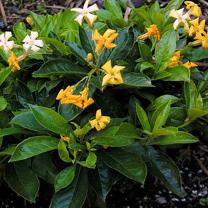 Native Frangipani Gold Nugget Garden Express