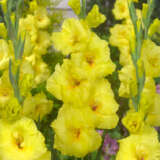 Gladiolus Bananarama 2 Pkglaban - Garden Express Australia