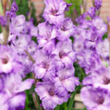 Gladiolus Milka 2 Pkglamil - Garden Express Australia