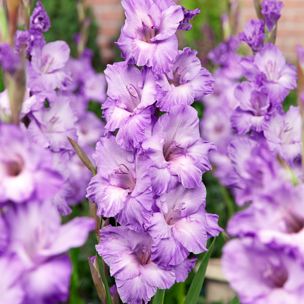 Gladioli Milka