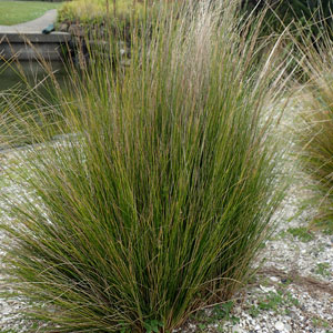 Austrostipa Stipoides