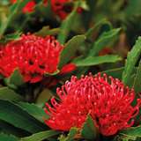 Wildflower Seed – Waratah