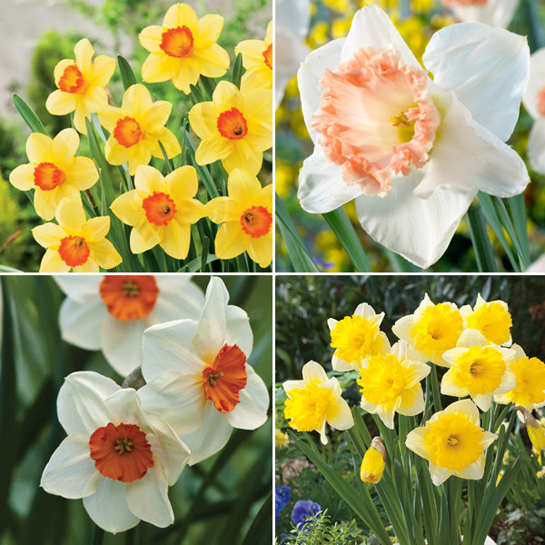 Daffodil Garden Collection 2 Pre-order (15 Bulbs)