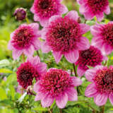 Dahlia Purex 2024 Pkdahpur - Garden Express Australia