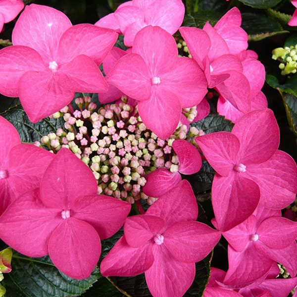 Image of Hydrangea Rotschwanz in a garden