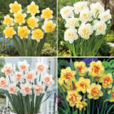 Pre Order Daff Double Coll 2024 Coldafdpr - Garden Express Australia