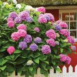 Hydrangea Parzifal Lpohydpar - Garden Express Australia