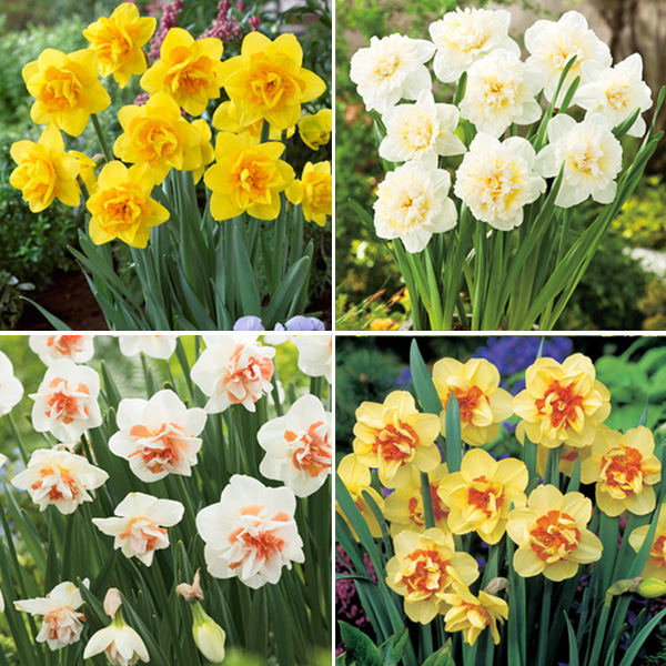 Daffodil Double Collection Pre-Order X 14 Bulbs - Garden Express