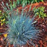 Blue Fescue Elijah Blue 2019 Lpobfeebl - Garden Express Australia