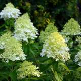 Hydrangea Paniculata Green Spires Lpohydgsp - Garden Express Australia