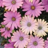 Osteospermum Serenity Sunset Pplostssu - Garden Express Australia