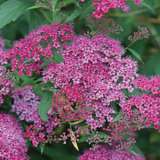 Spiraea Anthony Waterer Lpospiawa - Garden Express Australia