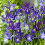 Dutch Iris Casablanca - Garden Express