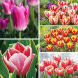 Coltultbc Tulip Triumph Coll Bi Colours 2025 - Garden Express Australia