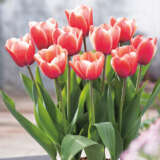 Tulip Triumph Bi Colour Collection