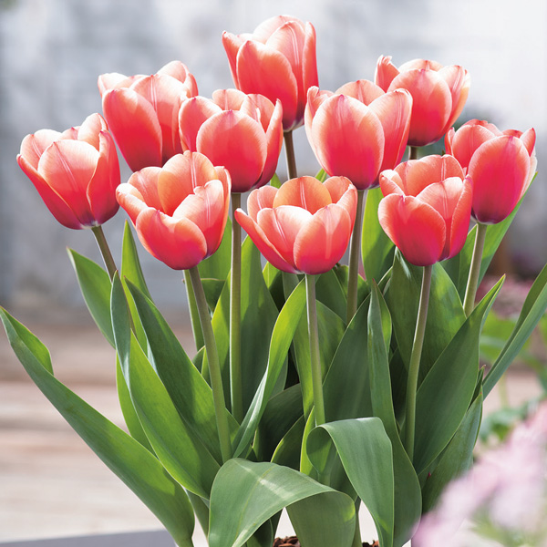 Tulip Triumph Bi Colour Collection