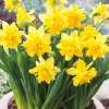 Daffodil Tete A Tete - Garden Express