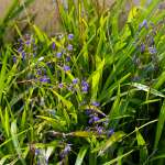 Dianella Caerulea - Garden Express