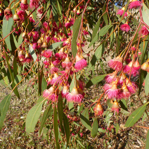 Eucalyptus Leucoxylon Megalocarpa (red Form)