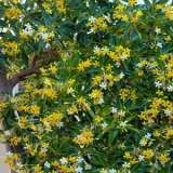 Native Frangipani Lponatfra - Garden Express Australia