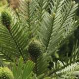 Wollemi Pine