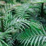 Wollemi Pine – 430mm Pot