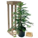 Wollemi Pine - 300mm Pot - Garden Express