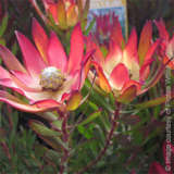 Devils Blush 1 - Garden Express Australia