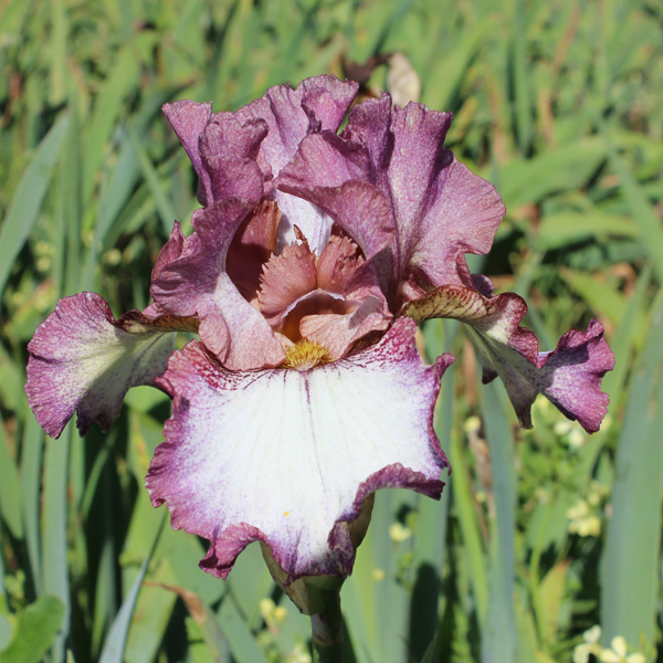 Bearded Iris Silk Rim