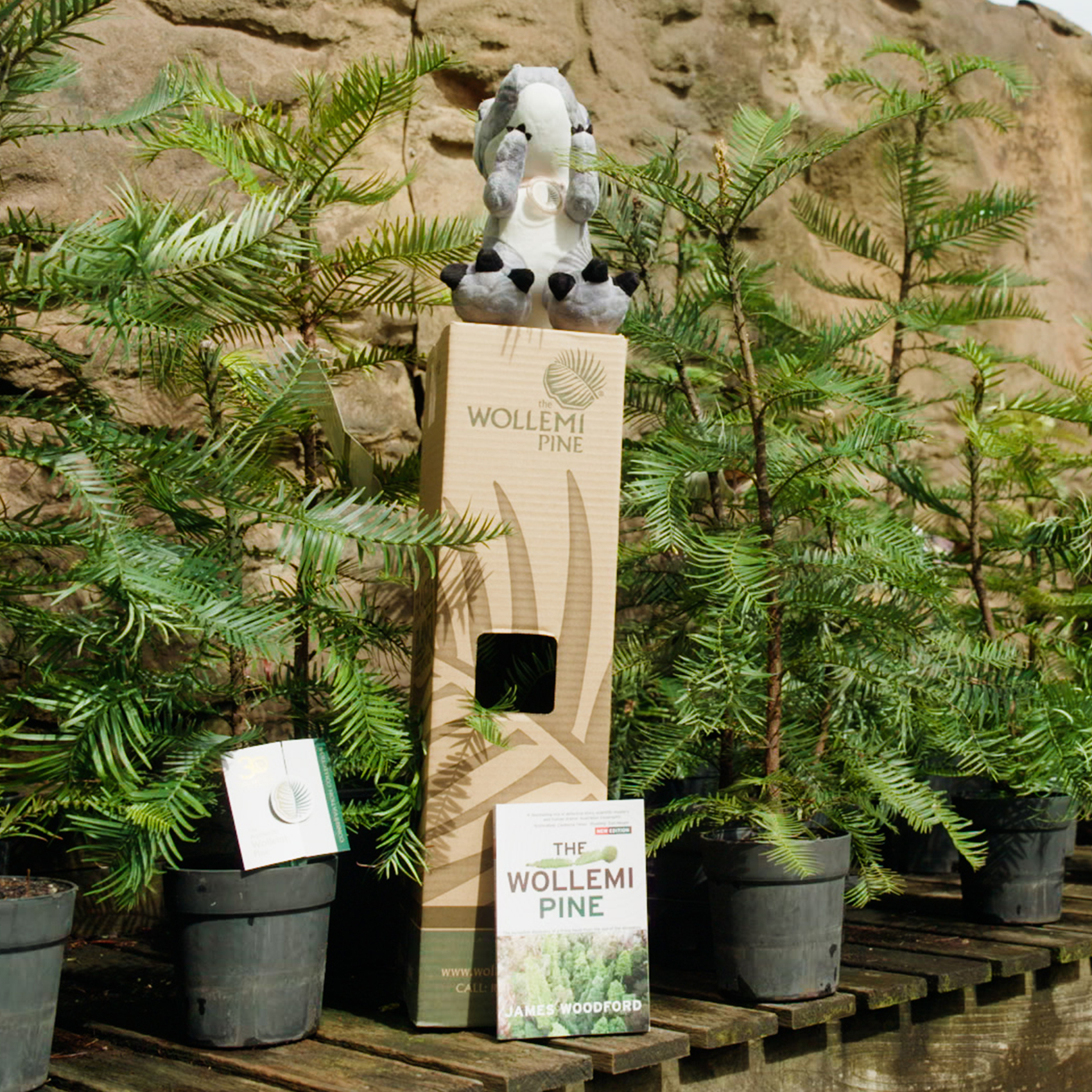 Wollemi Pine Gift Pack 150mm Pot Plus Bonus