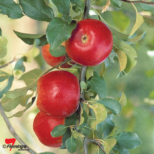 Apple Crimson Crisp - Garden Express Australia