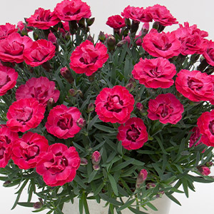 Carnation Early Love - Garden Express