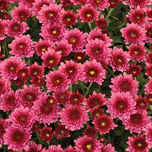 How to Plant and Grow Chrysanthemum - Bunnings Australia