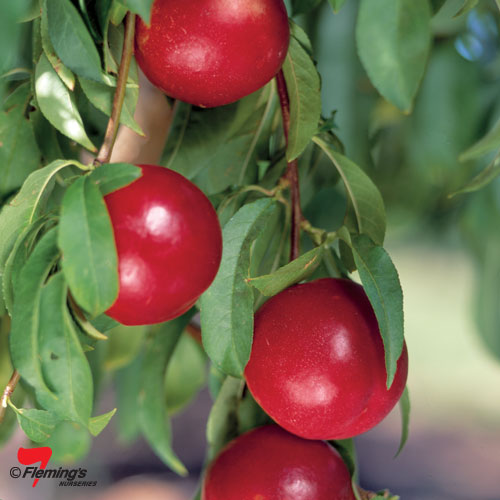 NECTARINE ARCTIC ROSE - Garden Express - Online Nursery