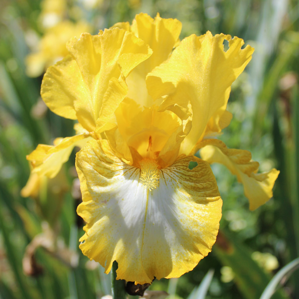 Bearded Iris Light Beam