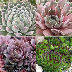 SENSATIONAL SEMPERVIVUMS COLLECTION 2 - Garden Express