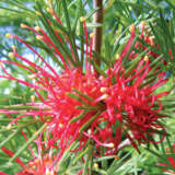 Grevillea Winpara Gem 15 - Garden Express Australia