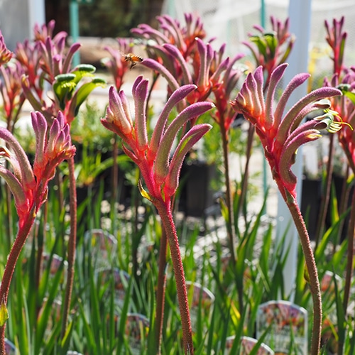 Kangaroo Paw  Kings Park Royale (pbr)