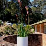 Kangaroo Paw  Kings Park Royale (pbr)