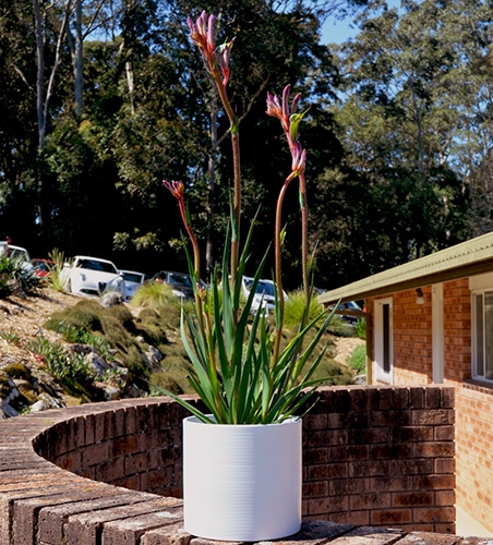 Kangaroo Paw  Kings Park Royale (pbr)