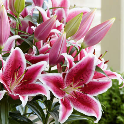 Bulbs - Garden Express - Australia's Largest Online Nursery