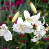 Lilium White Twinkle Pklilwtw - Garden Express Australia