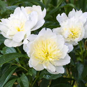 Peony Rose Early Delight - Garden Express