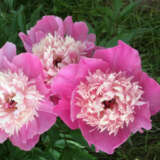 Peony Rose Pink Twinkle Pkproptw - Garden Express Australia