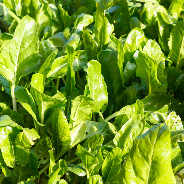 Herb Spinach Perpetual Garden Express