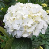 Hydrangea Agnes Pevalli P75hydape - Garden Express Australia