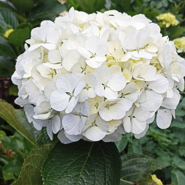 Hydrangea Agnes Pevalli