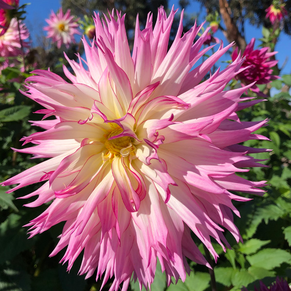 DAHLIA ATARI PICARDY - Garden Express