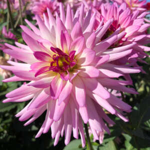 Dahlia Glenmark Fairway - Garden Express