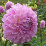 Dahlia Marshmallow - Garden Express